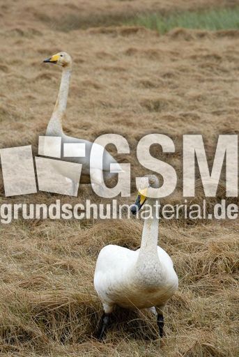 Singschwan (8 von 16).jpg